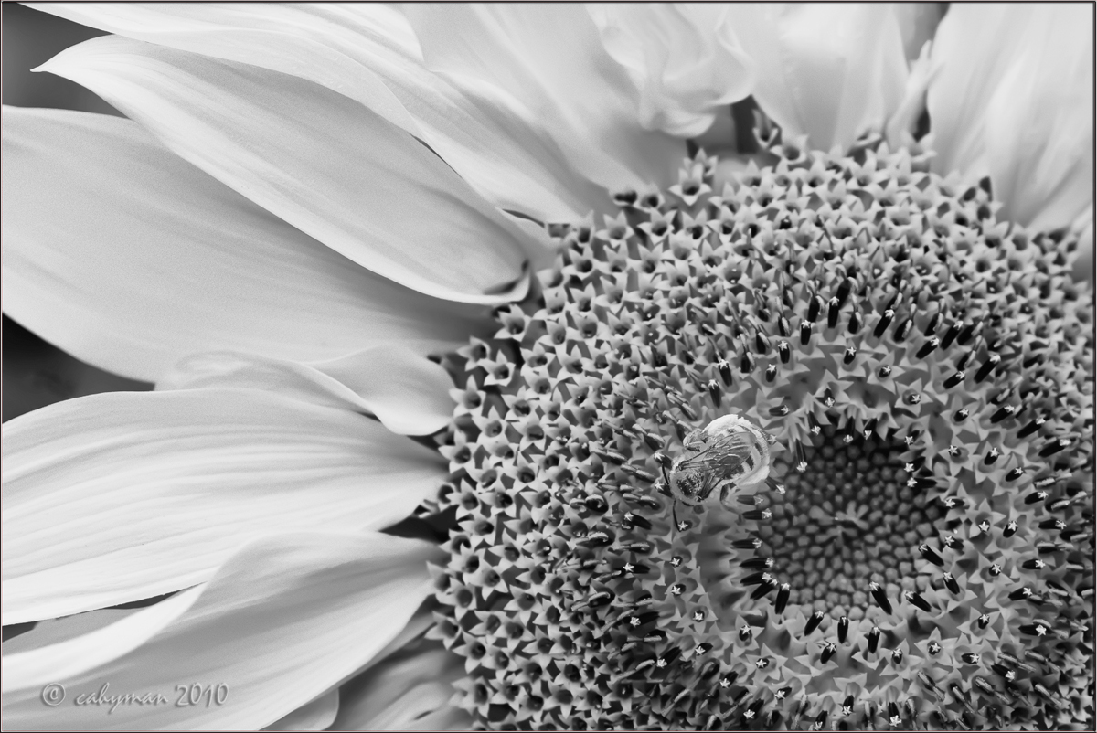 Sunflower and Friend
