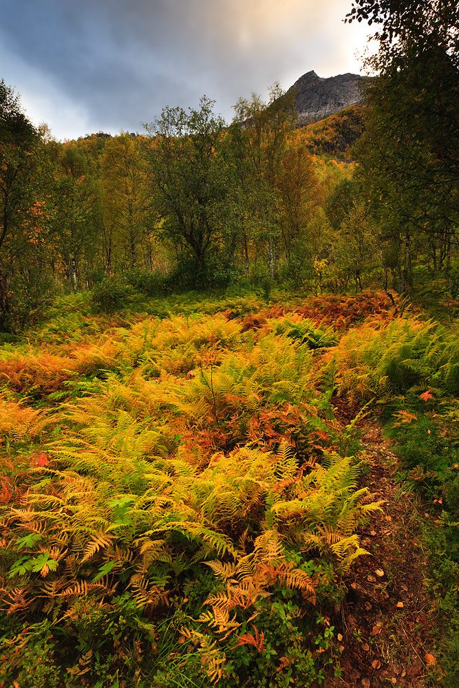Autumn Trail