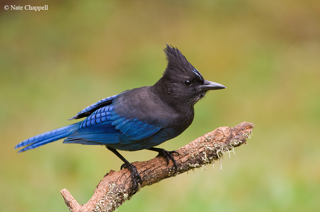 Steller's Jay