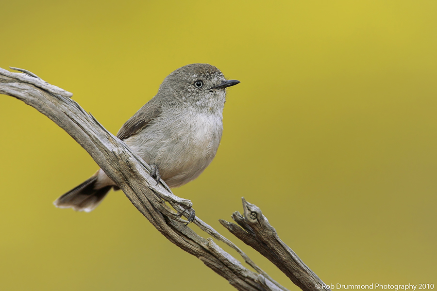Chesnut-rumped Thornbill