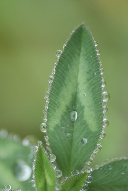 Raindrops on Leaves