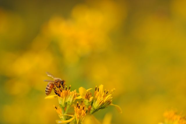 Honeybee Drinking Nectar