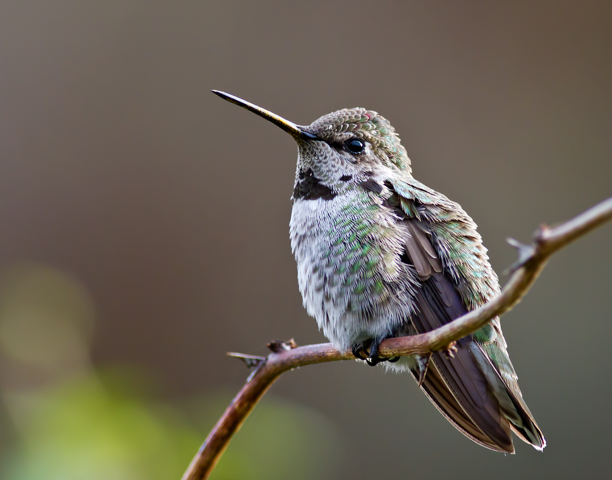 Anna's Hummingbird