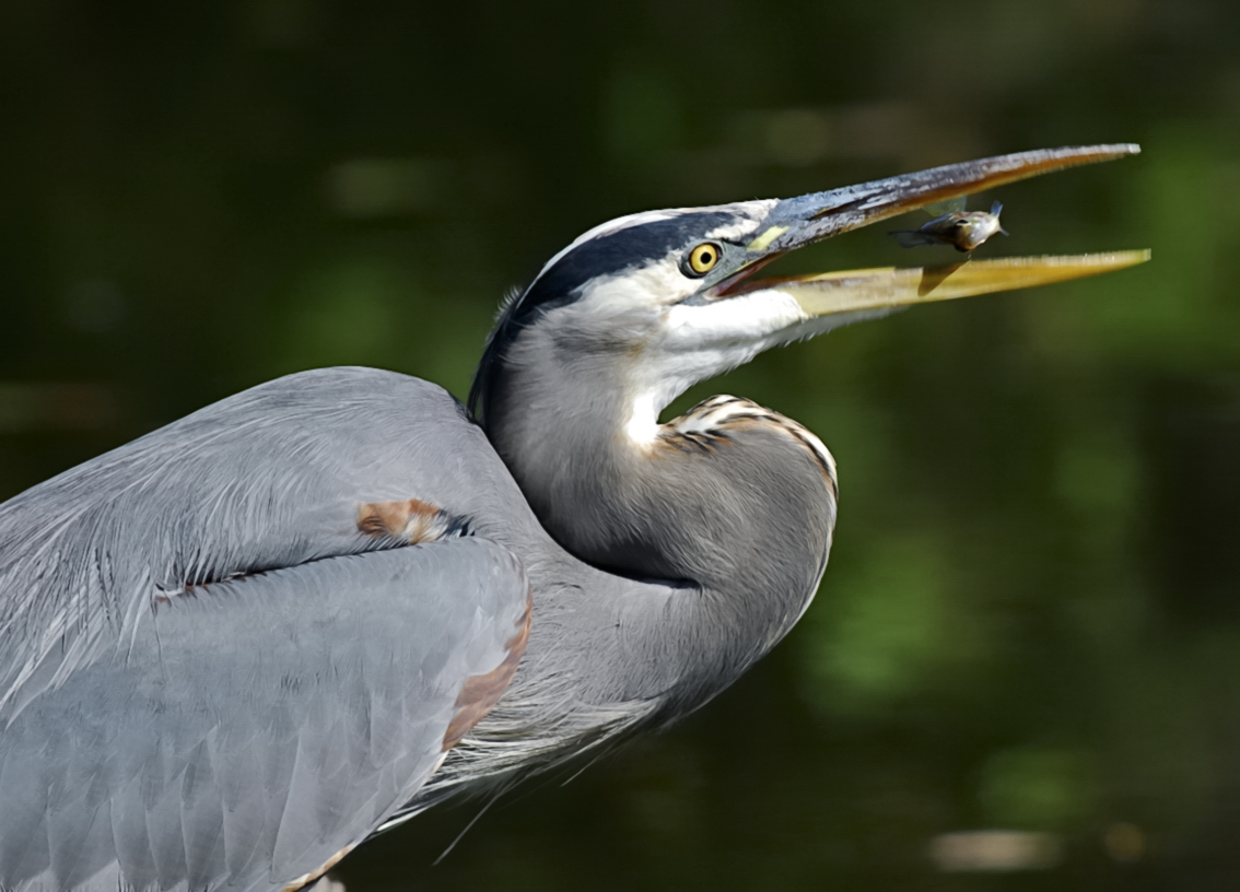 Great Blue Heron w Lunch