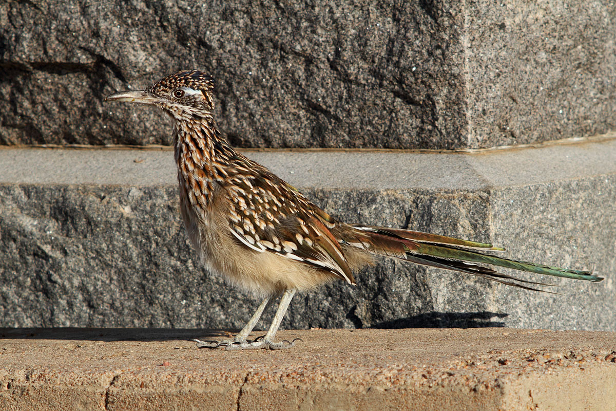 Cemetery Roadrunners