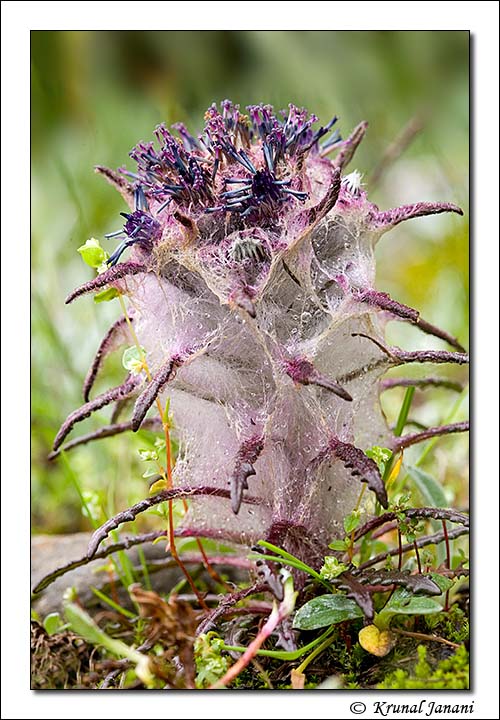 Grass Leaved Saw-wort