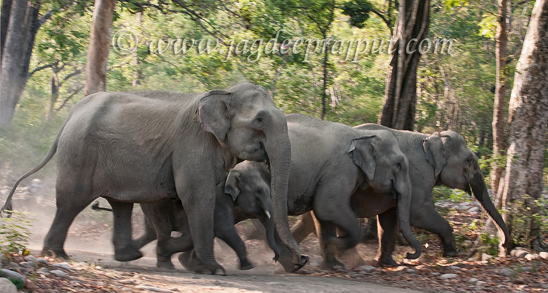 Elephant herd on the run