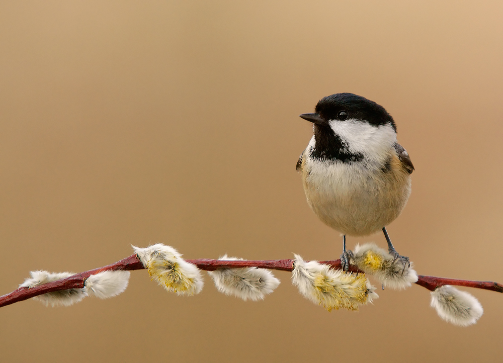 Coal Tit on Willow