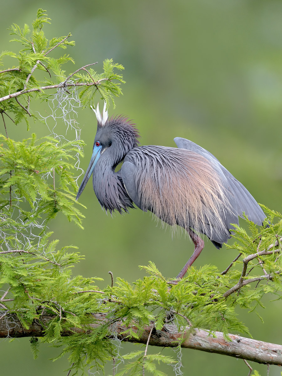 Louisiana Heron