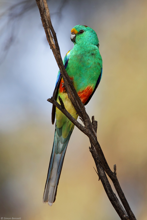 Mulga Parrot