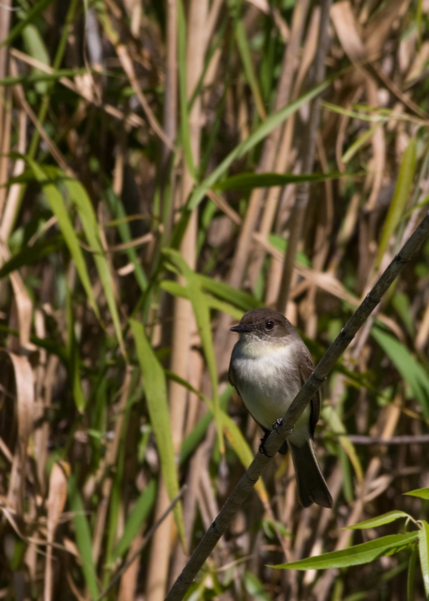 Eastern Phoebe