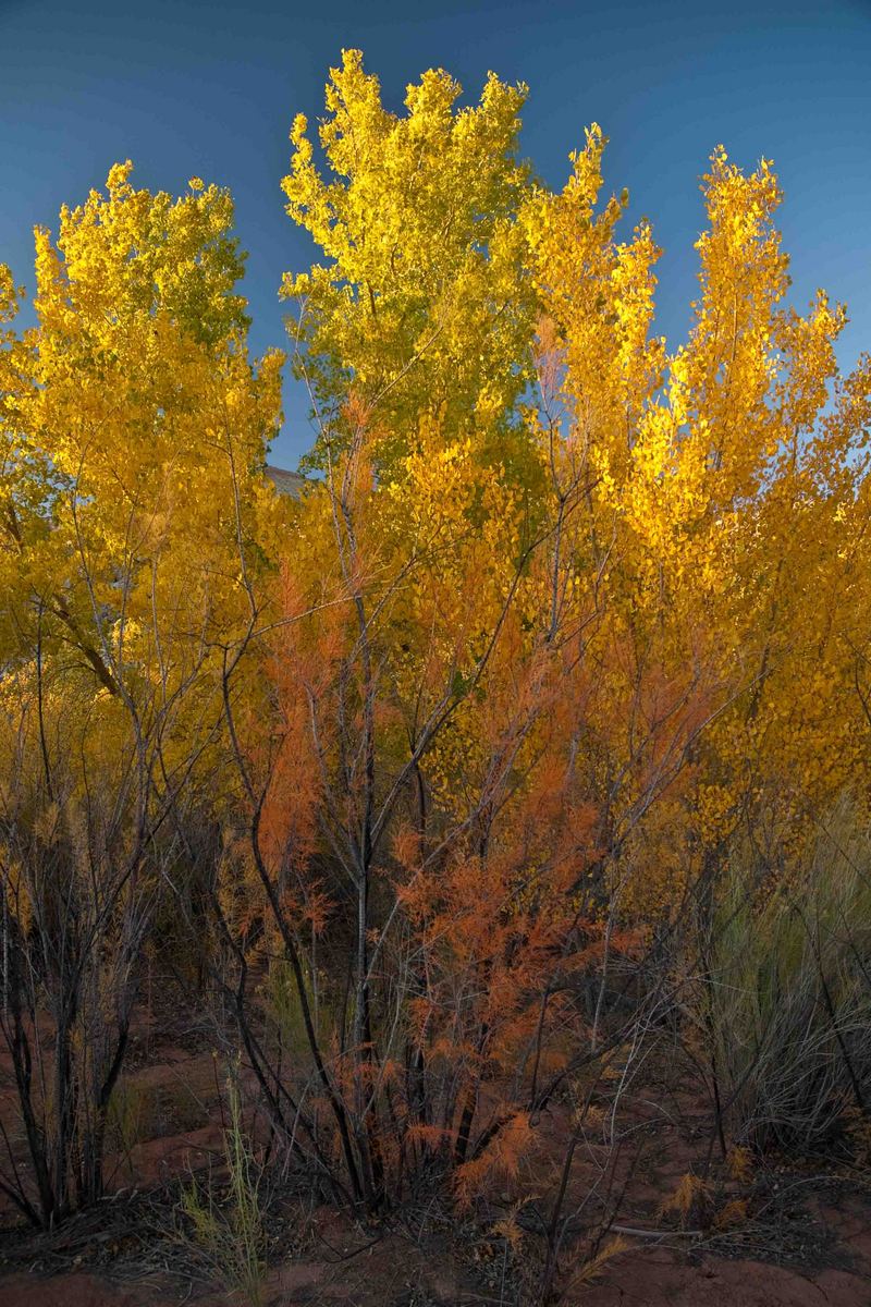 Flame in the Desert WC#453