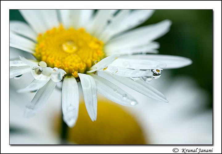 Swan River Daisy