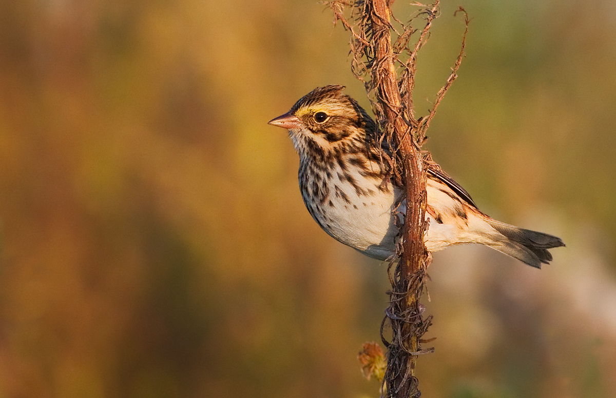 Savannah sparrow