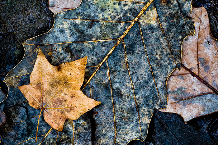 Bed of Leaves
