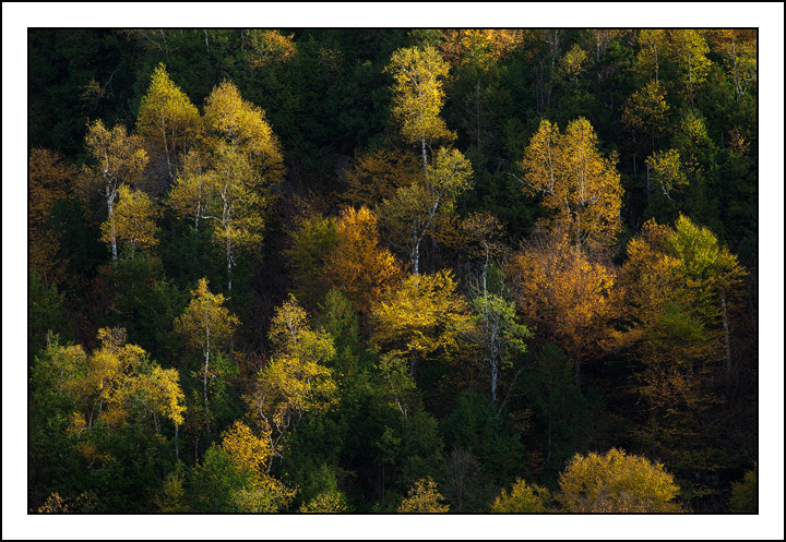 Adirondack Tapestry