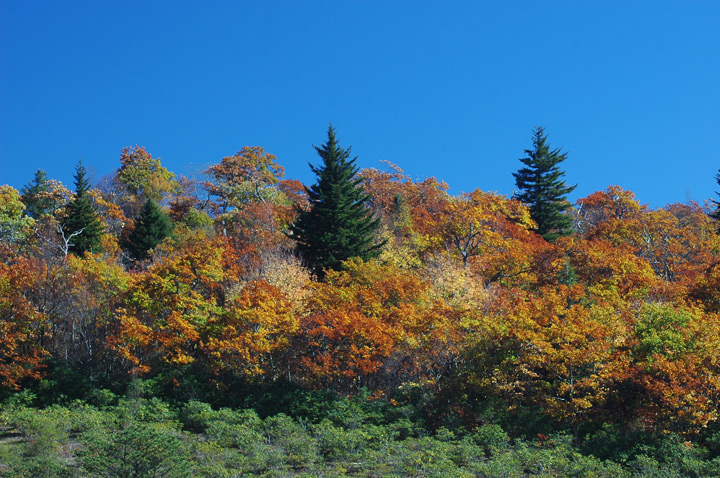 Fall color layer