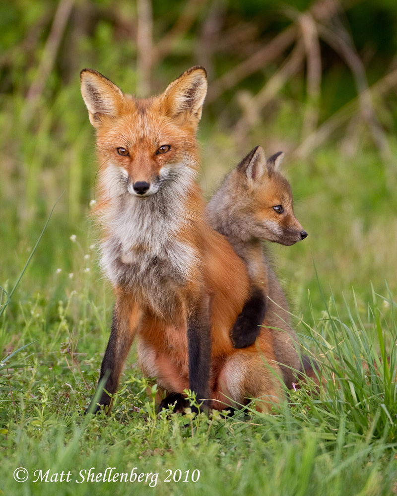 Vixen with Kit
