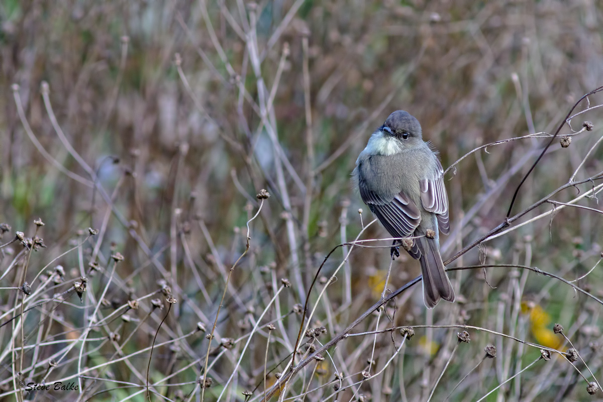 Flycatcher
