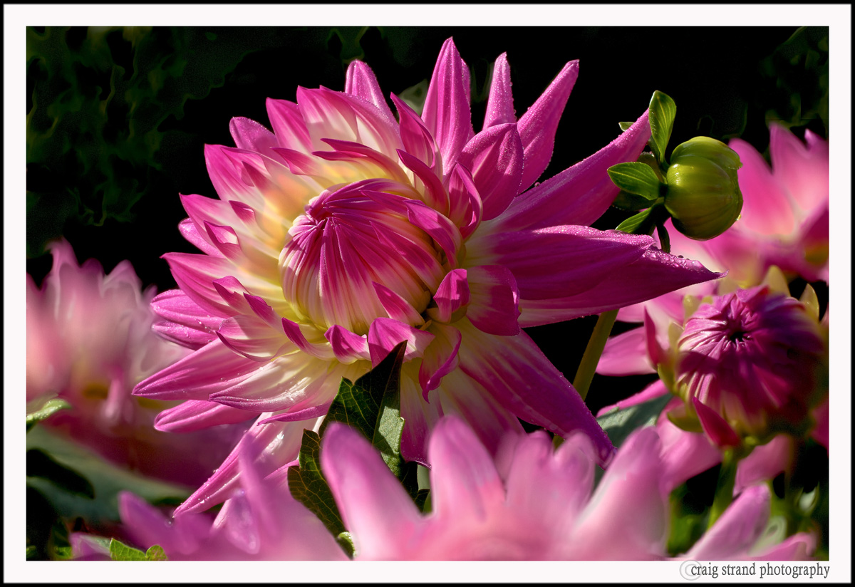 Morning Sunlight