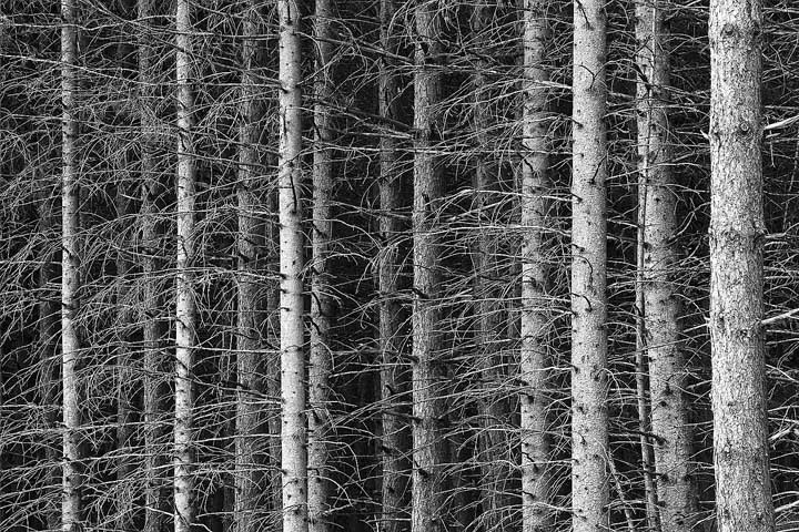 Eastern Softwoods