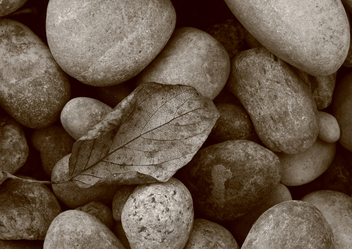 Life on the Rocks