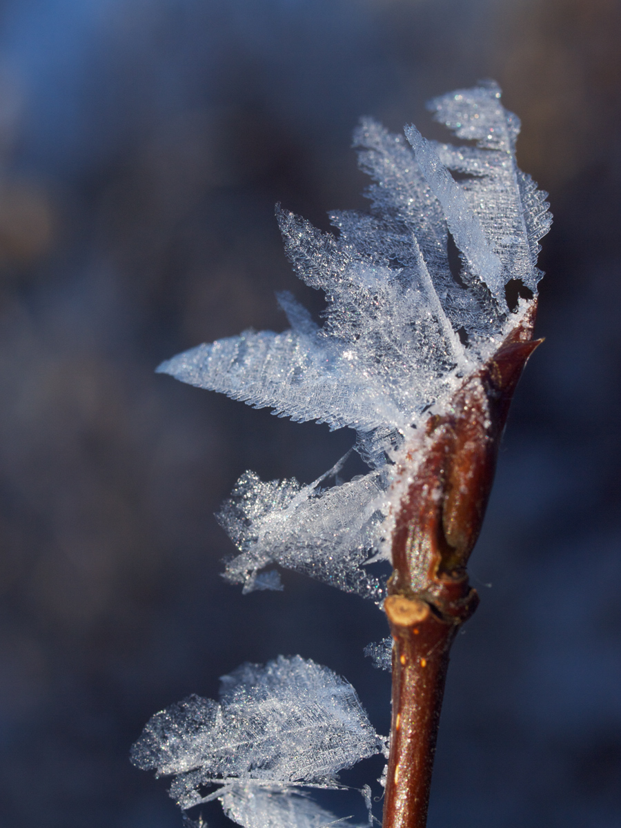 Frost Feathers I