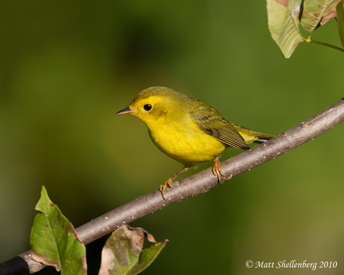 Wilson's Warbler 