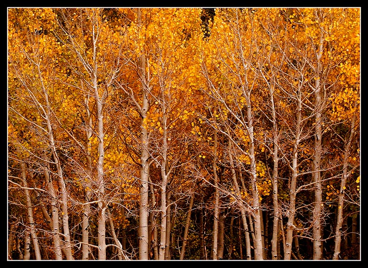 Fall in Sierras
