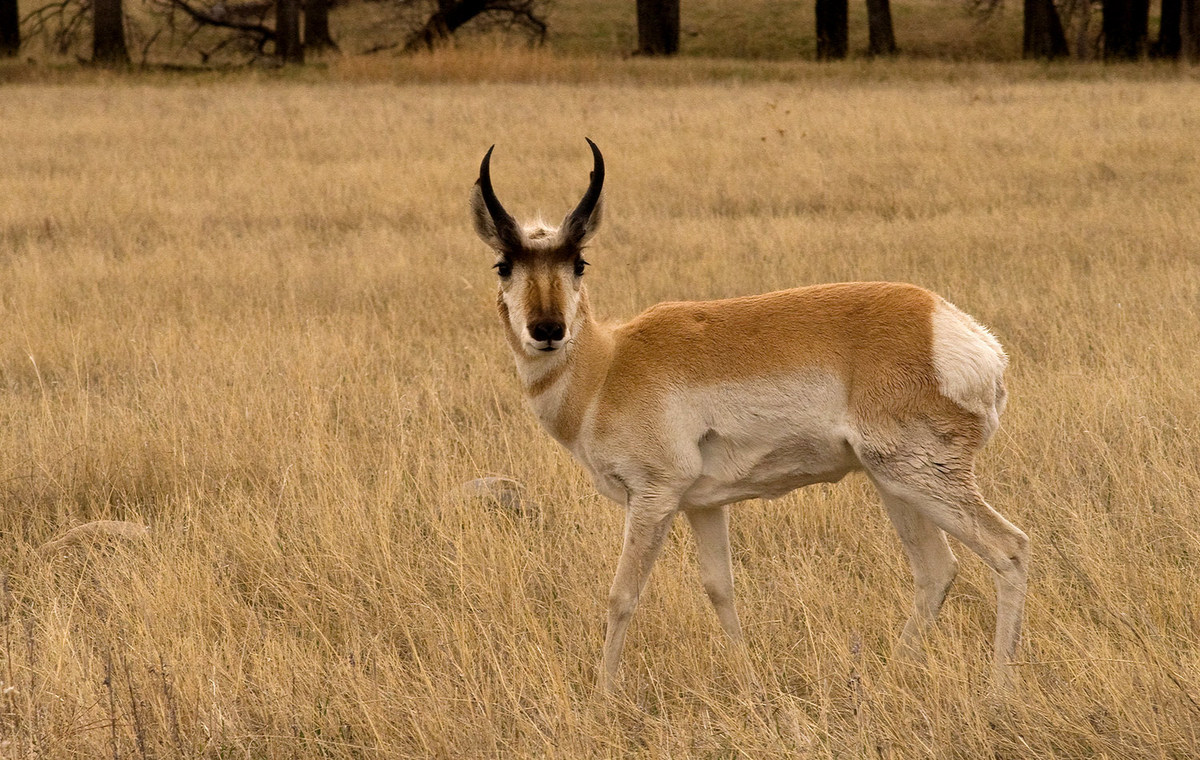 Pronghorn Repost