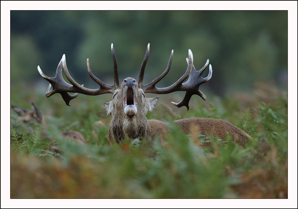 Bushy Park Stag