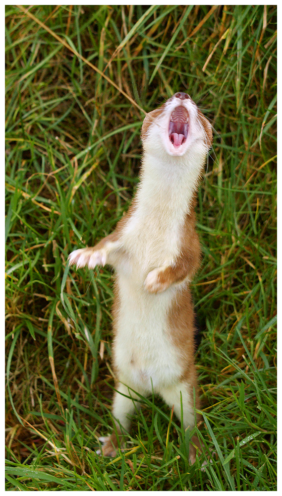 The singing Stoat (c)