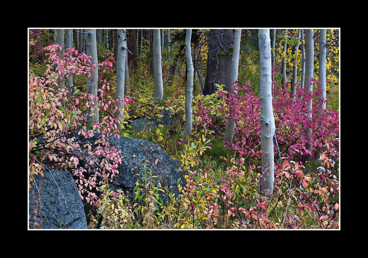 Enchanted Forest