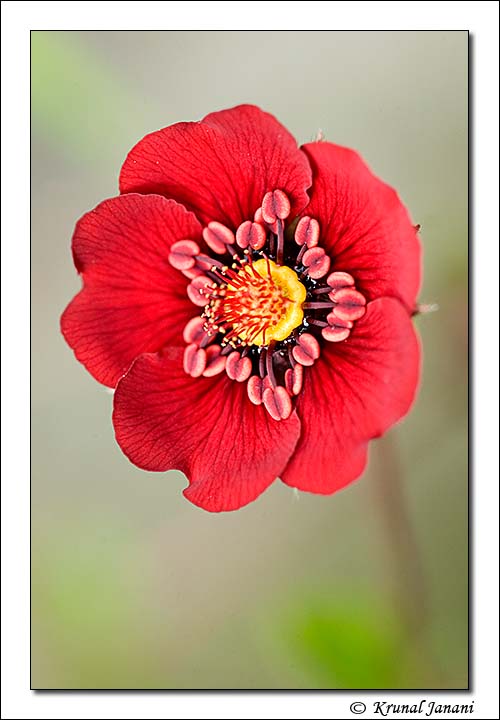 Himalayan cinquefoil