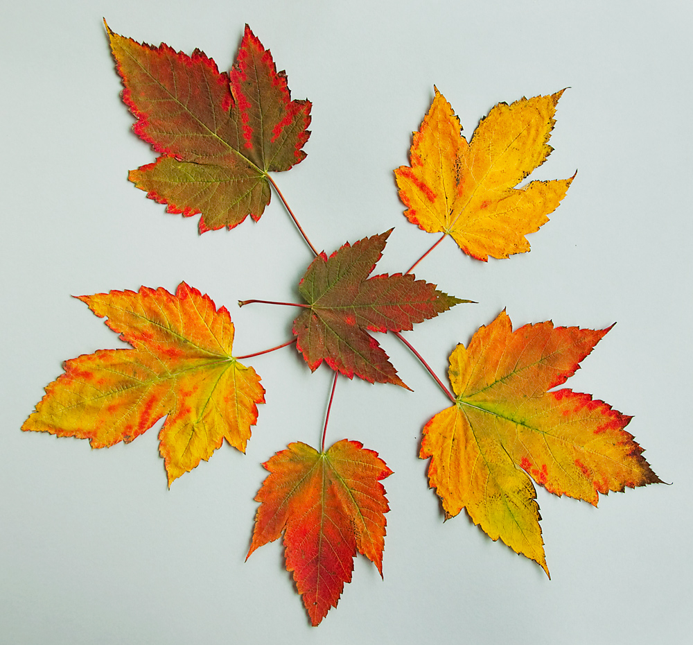 Maple leaves