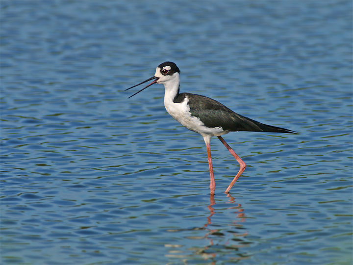 Black Necked Stilt