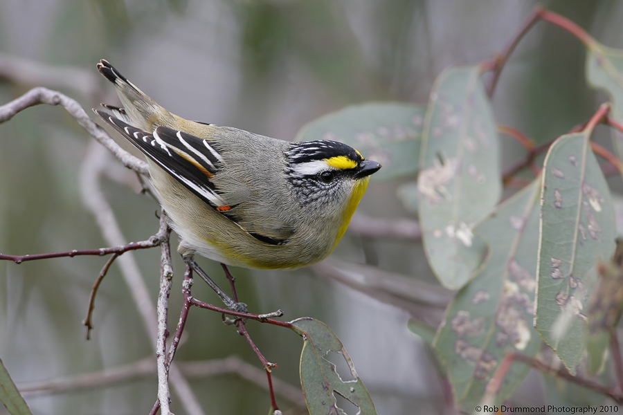 Striated Pardalote