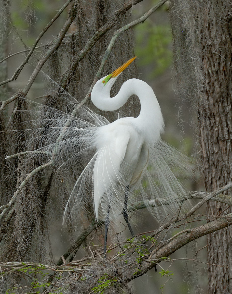 GREAT EGRET