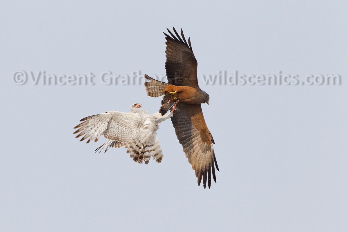 Aerial Combat
