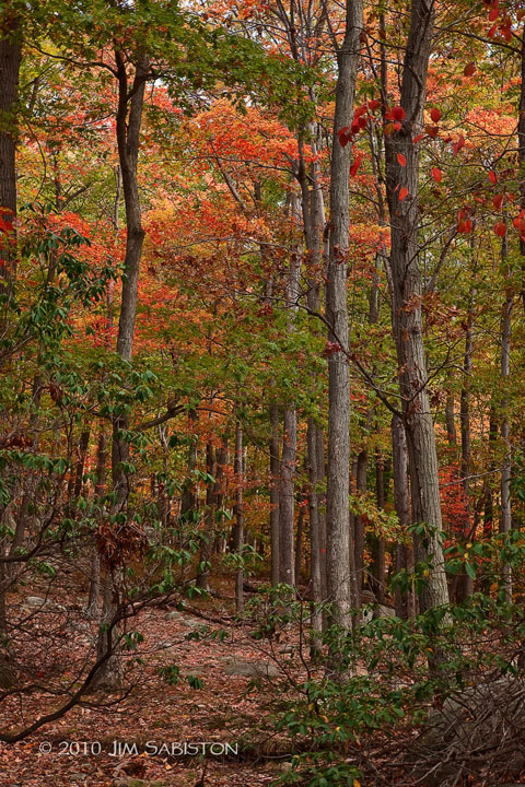 A Walk in the Woods