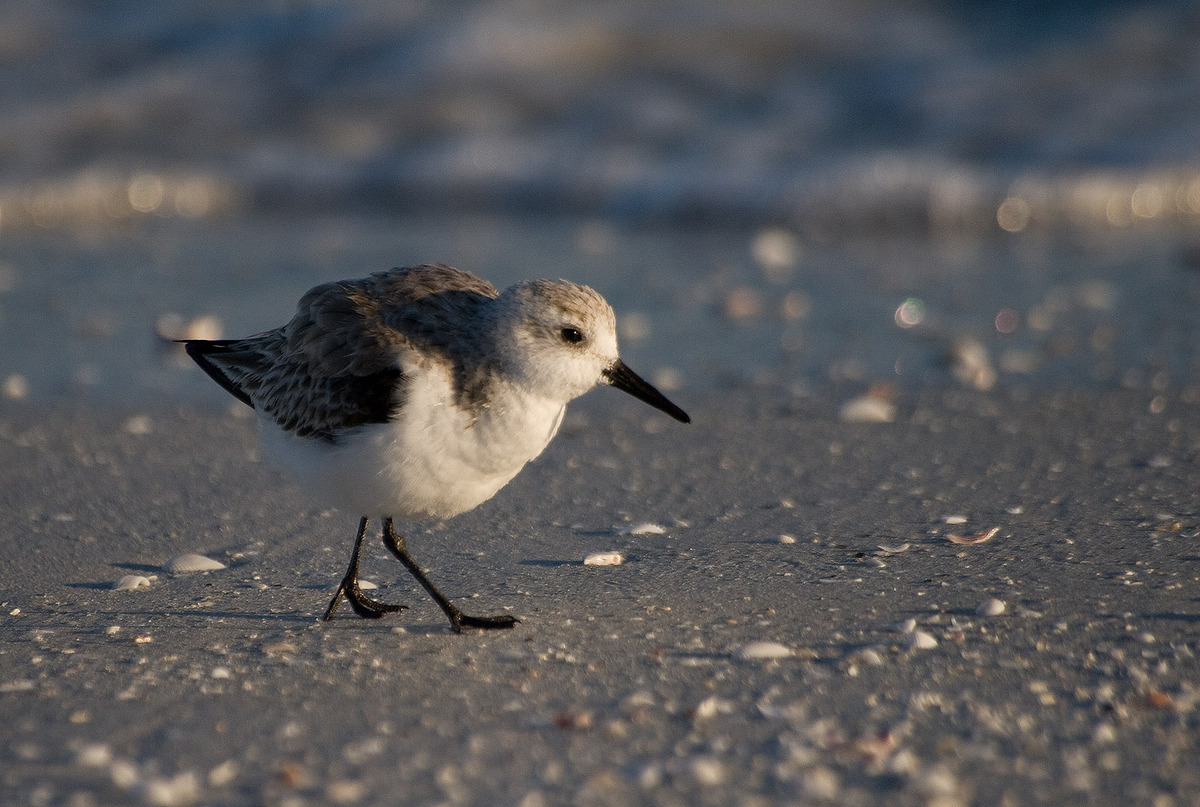 Sanderling