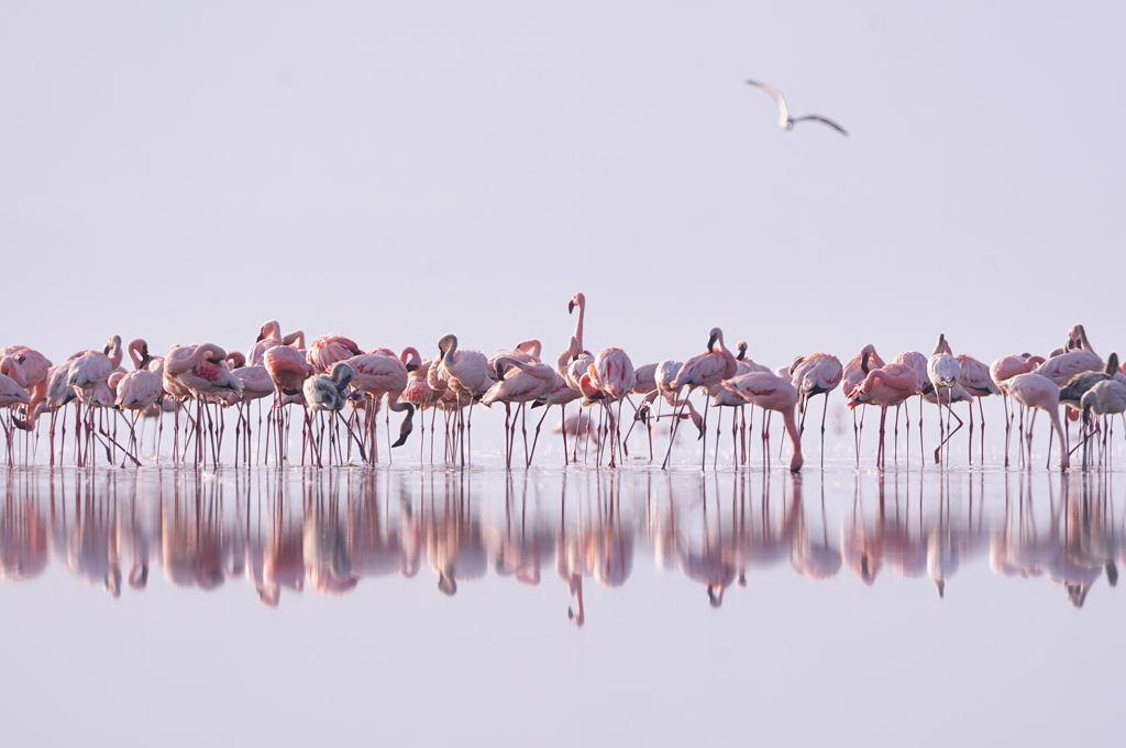 Lesser flamingos