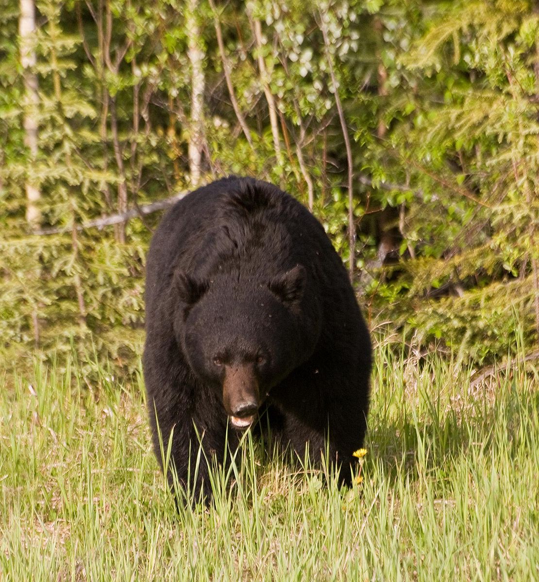 Black Bear with Repost