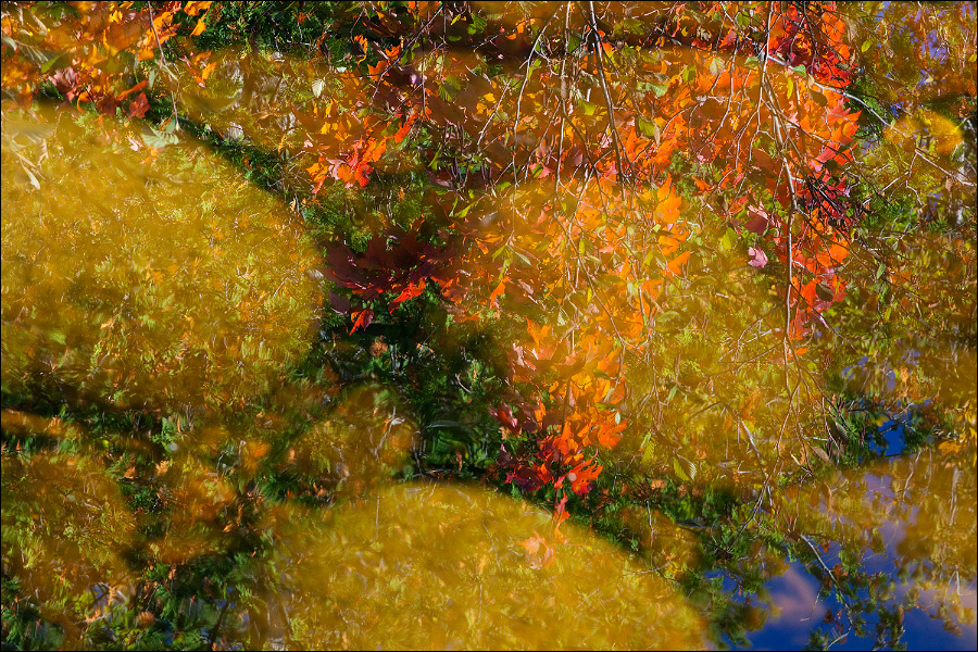 Maple Reflection