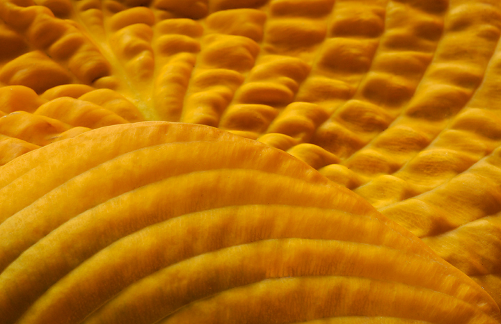 Hosta Dunes