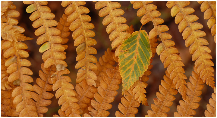 Zipper