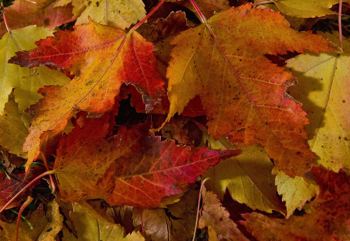 Fall Colors