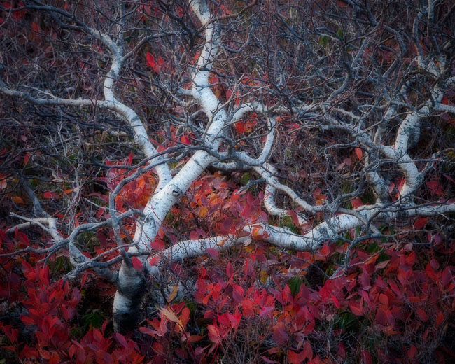 Twisted Birch