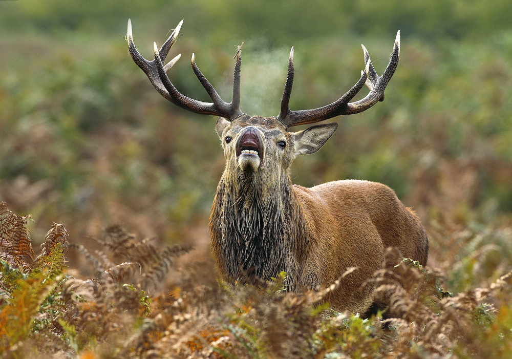 Autumn Anger