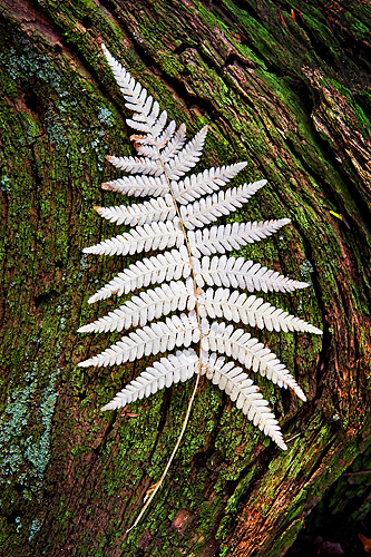 Faded Fern